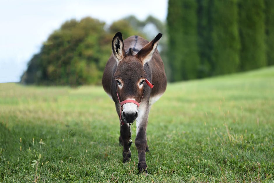 The beauty of donkey jewelry: A guide for donkey lovers