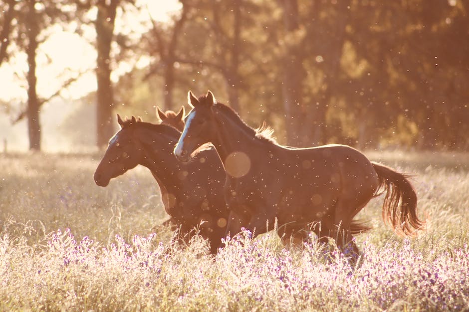 Tips for buying and selling horses