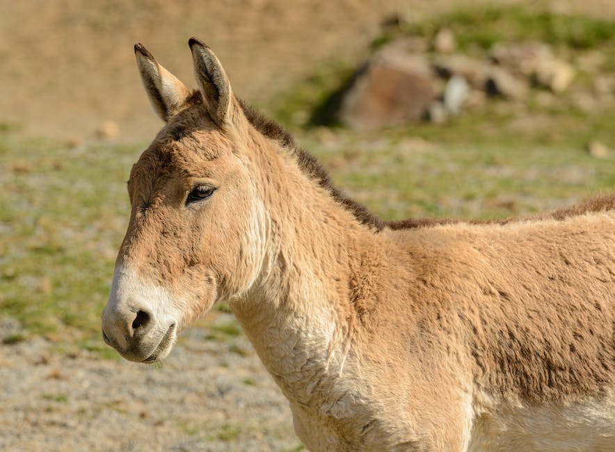 Tips for donkey jumping: How to jump your donkey safely