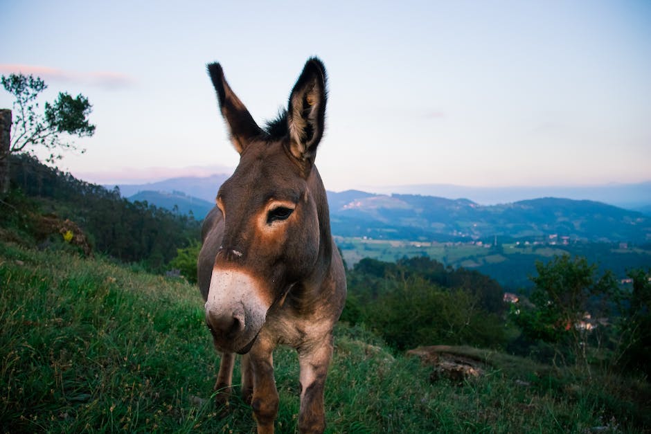 Tips for donkey jumping: How to jump your donkey safely