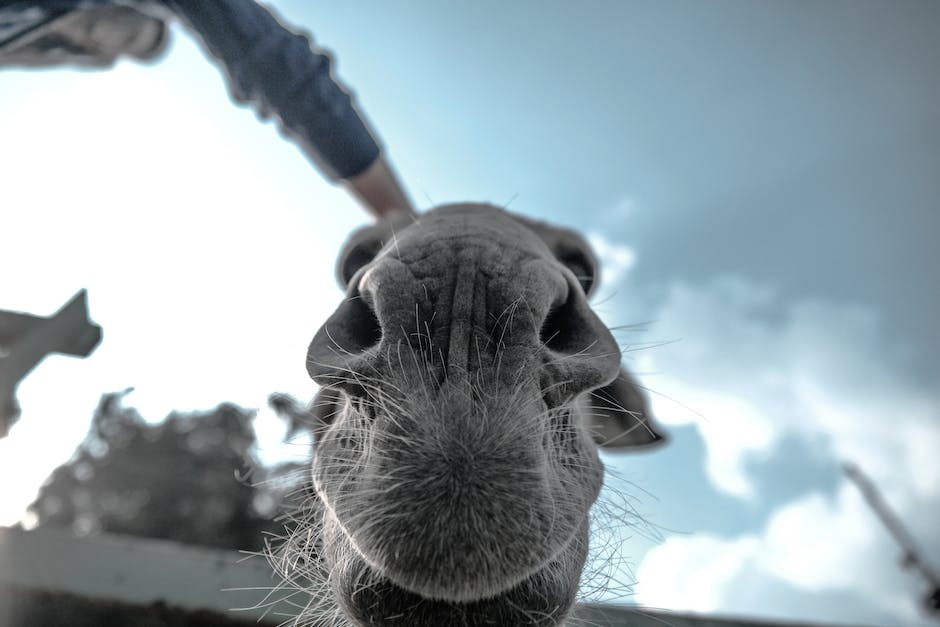Understanding donkey behavior: Tips for beginners