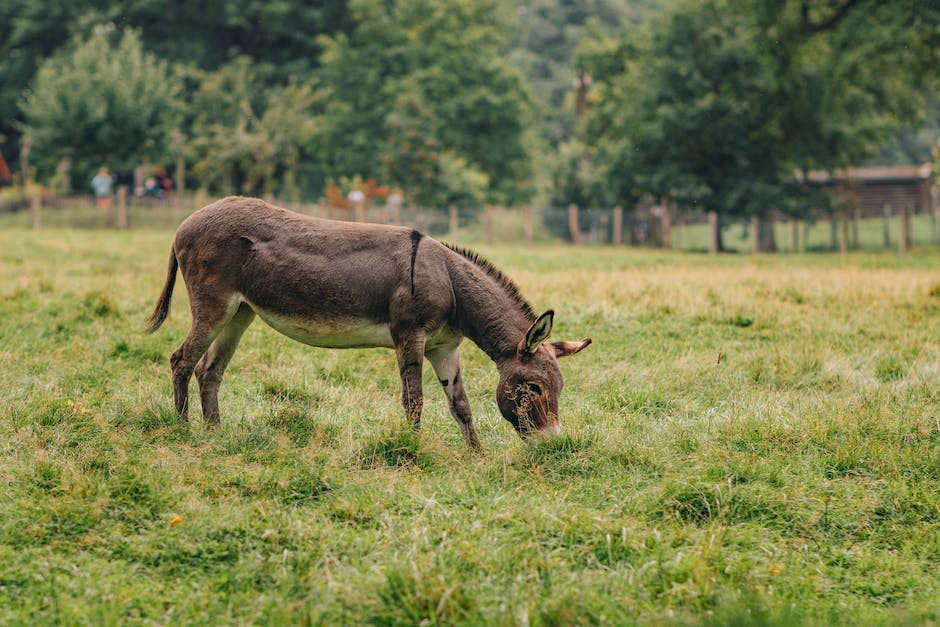 Understanding donkey behavior: Tips for beginners