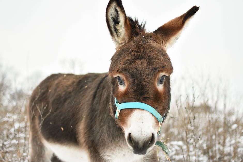 Understanding donkey insurance: what you need to know