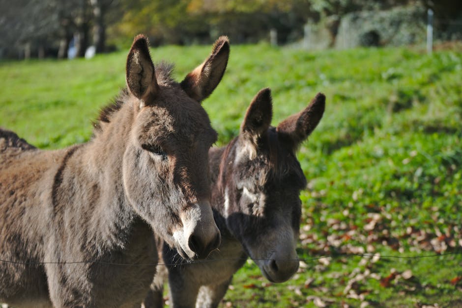 Understanding donkey language: How donkeys communicate
