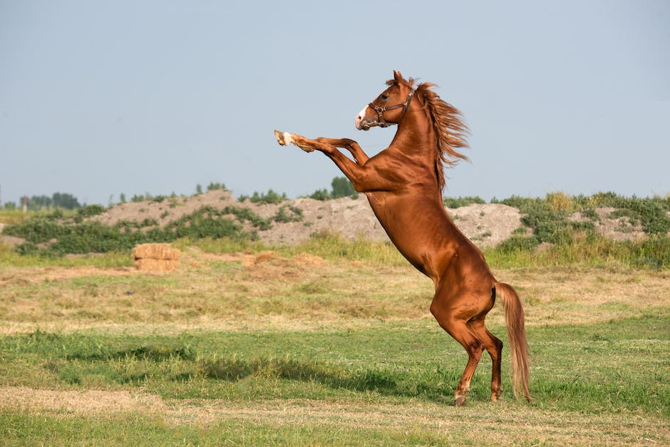 Understanding horse behavior: tips for beginners