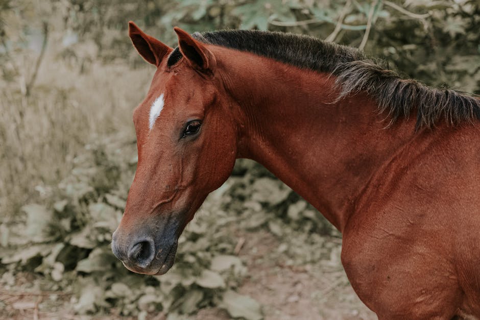 Understanding horse glue: What it's used for