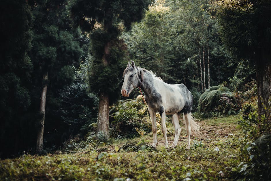 Understanding horse nutrition: What horses need to thrive