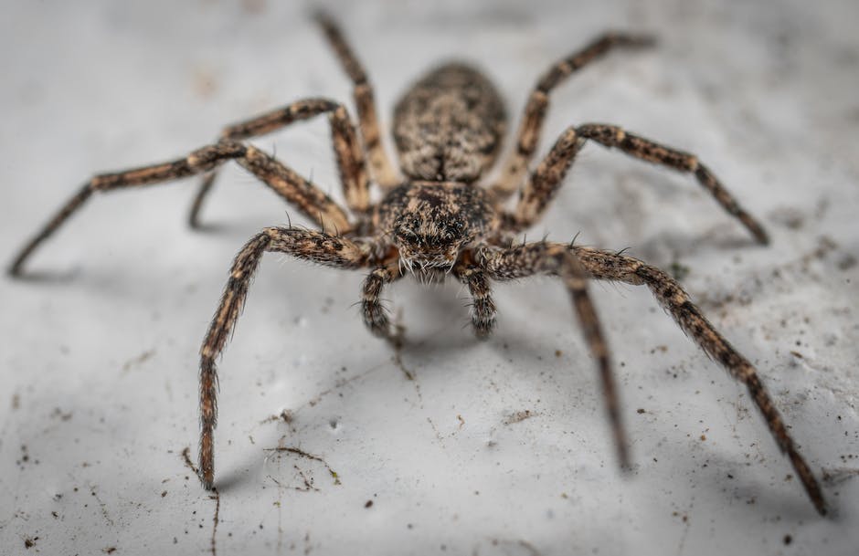 what does a brown recluse spider look like