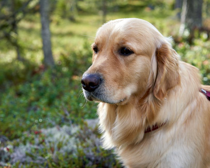 What Happens If A Dog Bites Someone On Your Property - Homey Gears