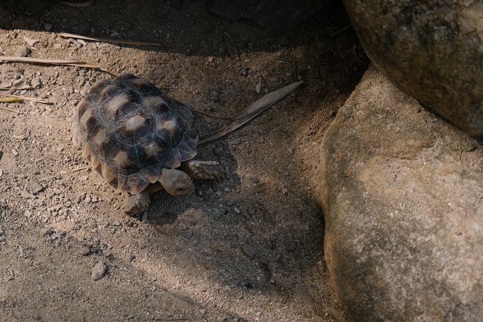 What is the average lifespan of a tortoise