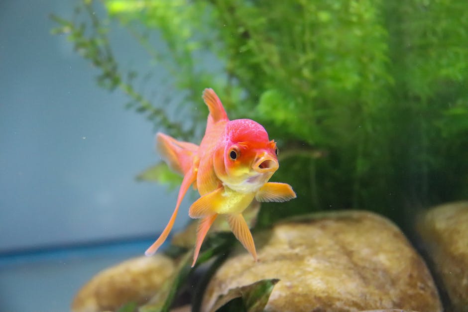 what of this goldfish would you wish