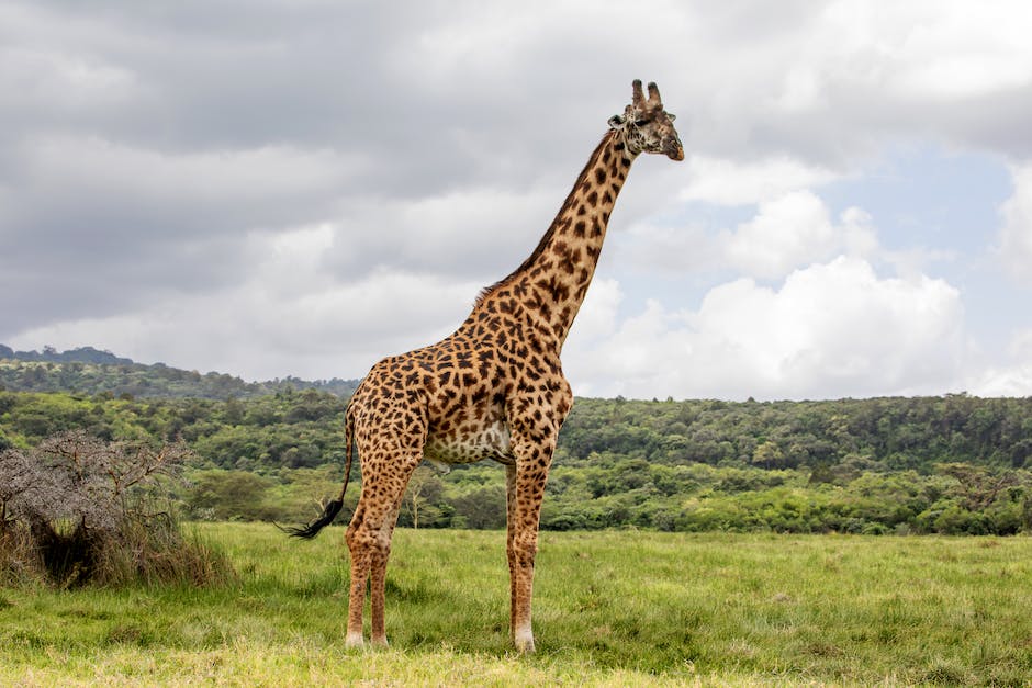 what sound does a giraffe make