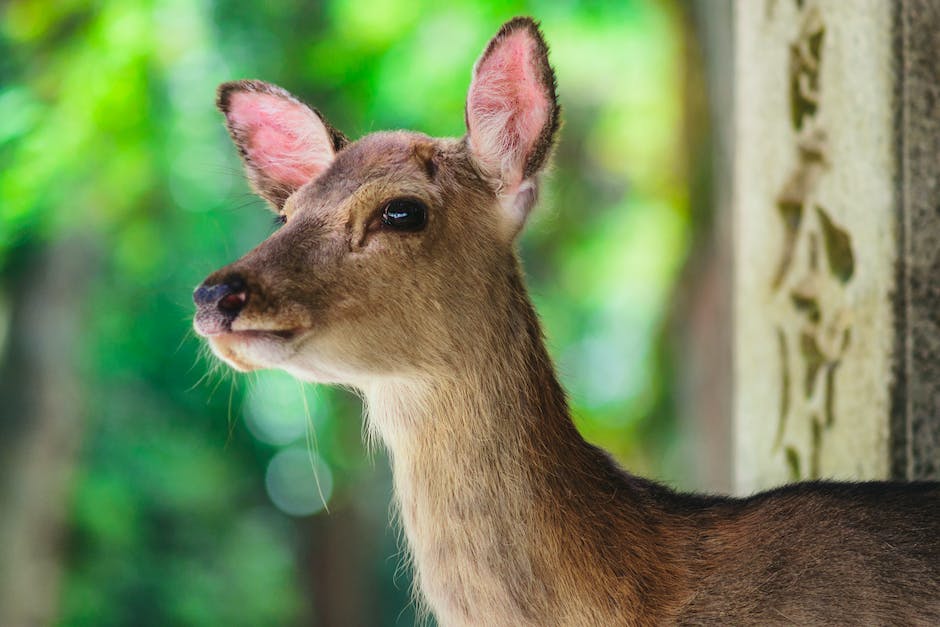 when-does-deer-season-start-homey-gears