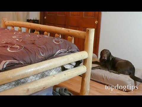 How to Keep My Dog from Falling off the Bed