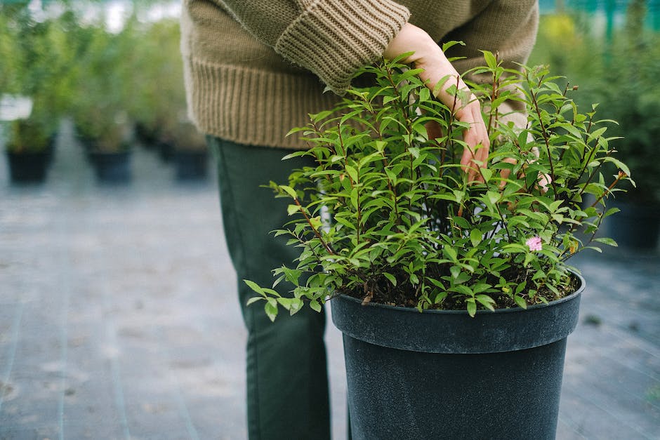 what are the white balls in potting soil