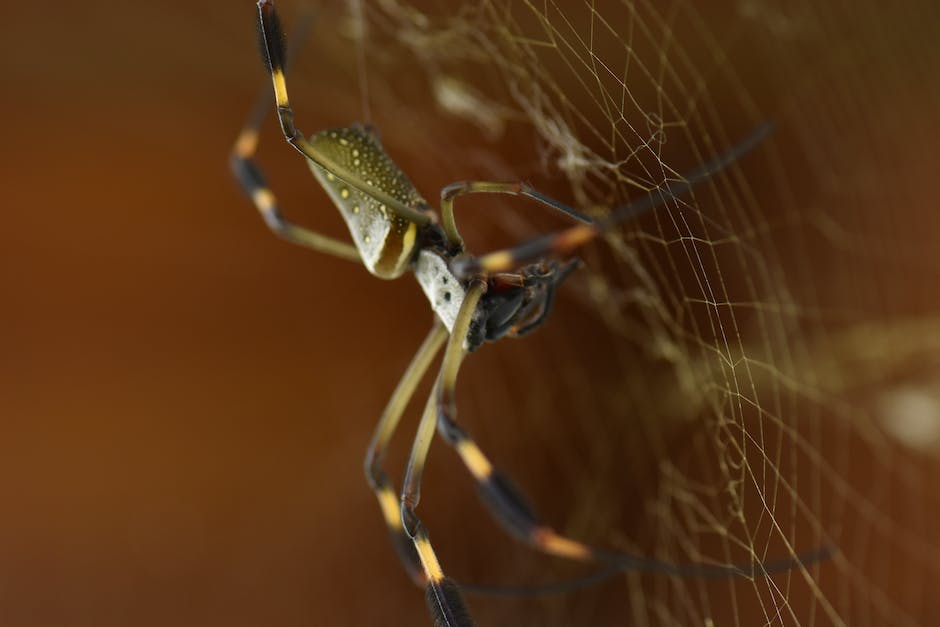 What Causes Spider Webs In Auto Paint - Homey Gears