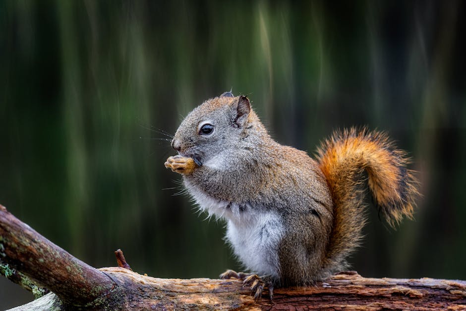 what color is squirrel urine