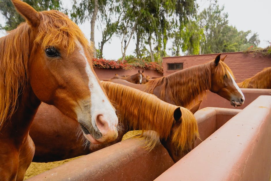 what do miniature horses eat