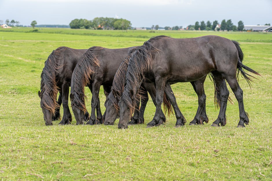 what do miniature horses eat