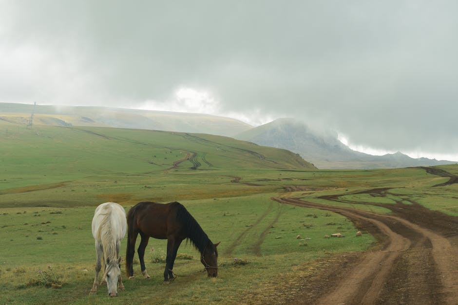 what do miniature horses eat