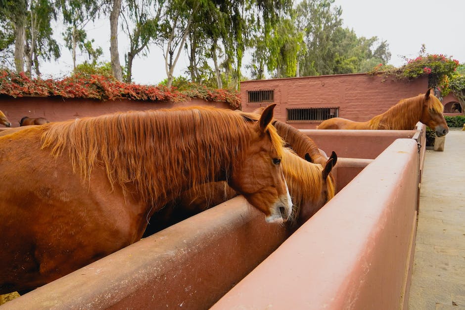 what do miniature horses eat