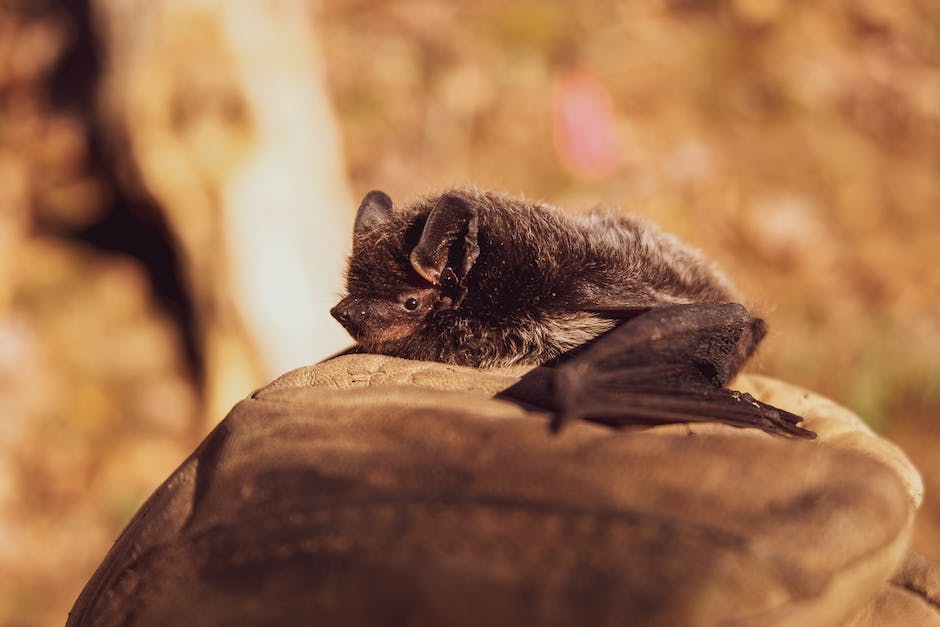 what does a bat bug look like