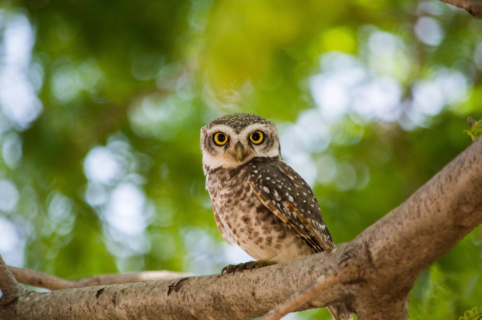 what does an owl symbolize in the bible