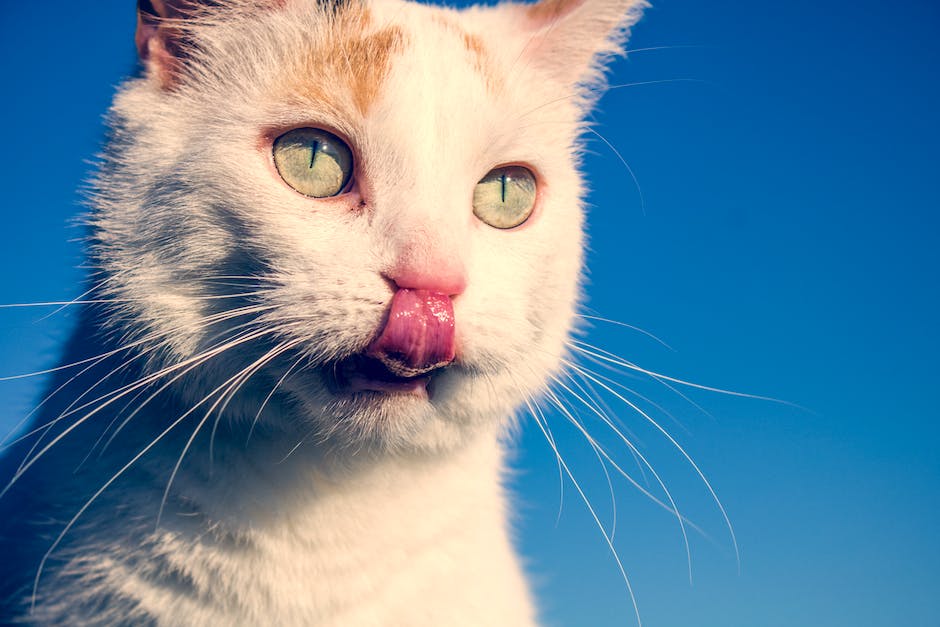 what does it mean when a cat bites your nose