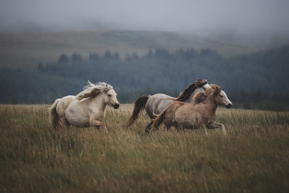 what does poultice do for horses