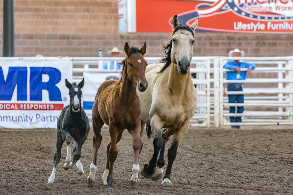 what does poultice do for horses