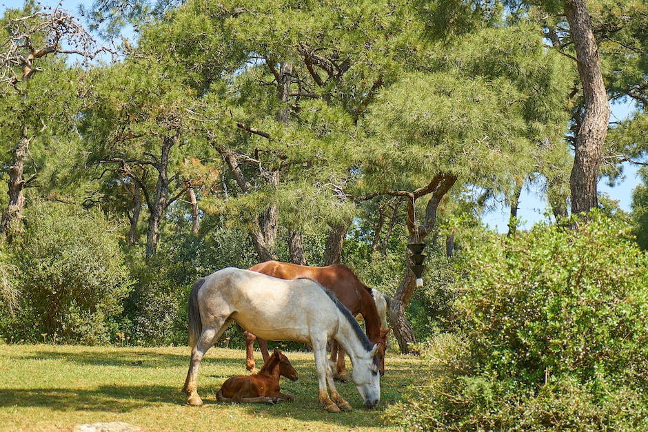 what does poultice do for horses