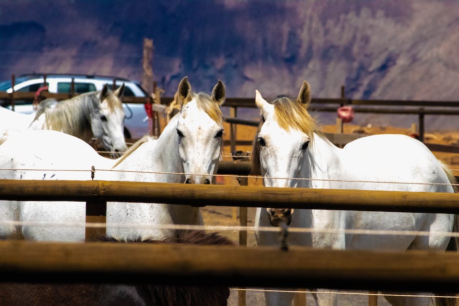 what does poultice do for horses