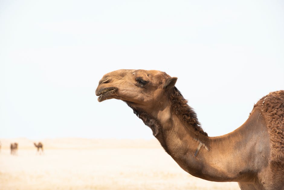 what does the camel emoji mean