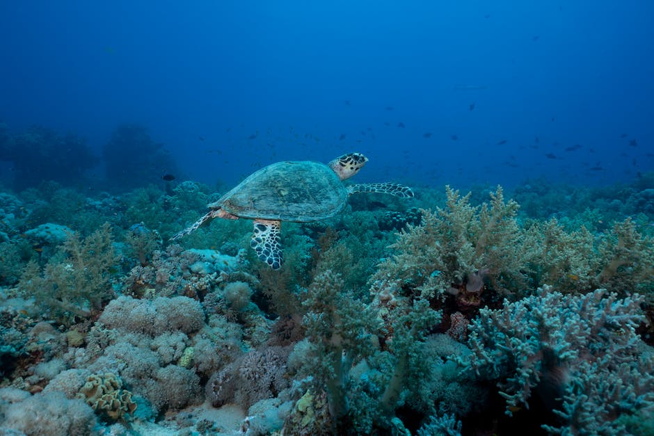 what eats sponges in a coral reef