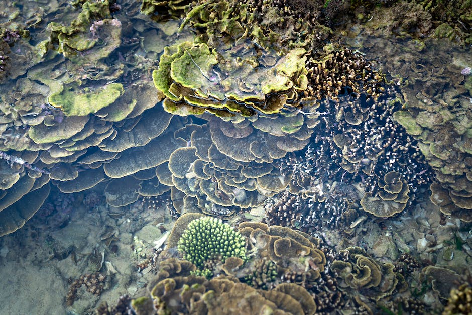 what eats sponges in a coral reef