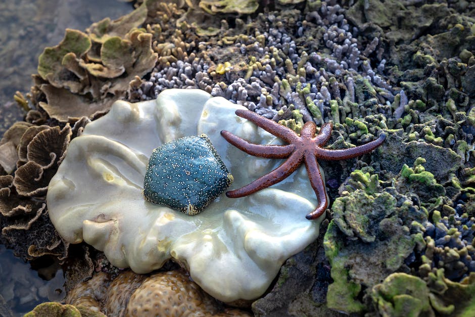 what eats sponges in a coral reef