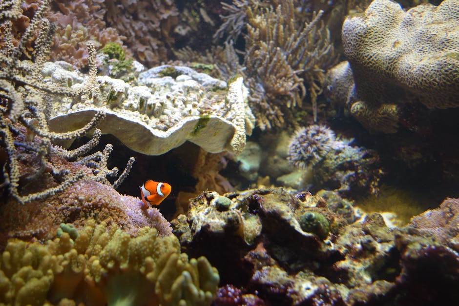 what eats sponges in a coral reef