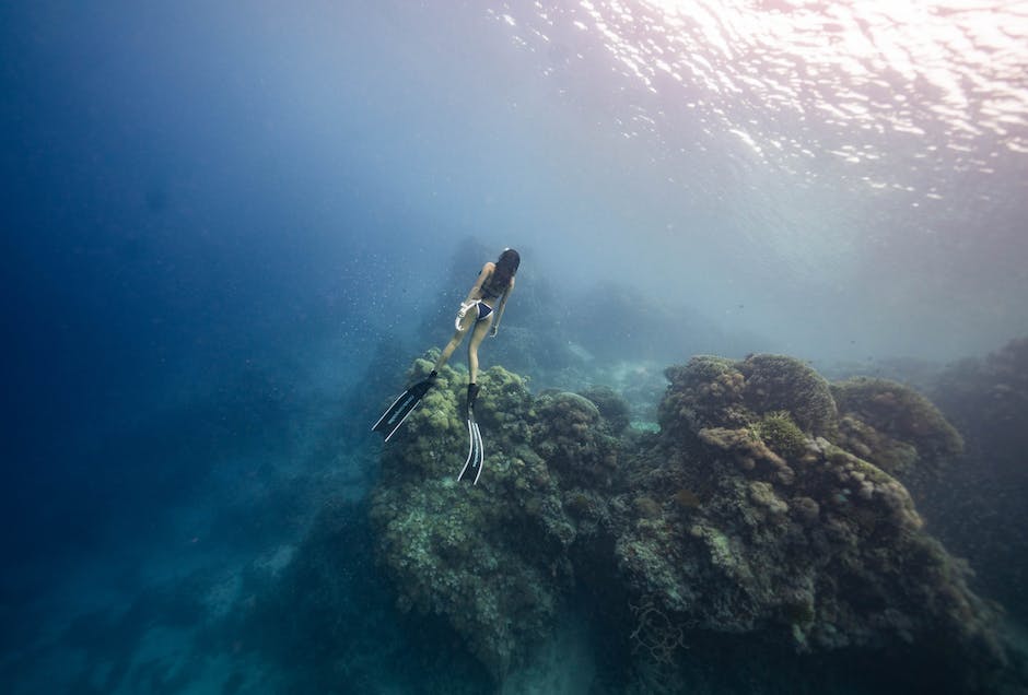 what eats sponges in a coral reef