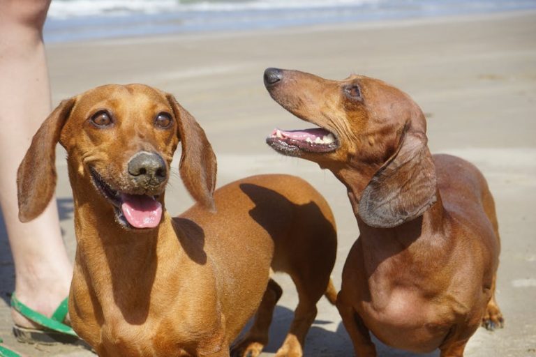 What Is A Blueberry Facial For Dogs Homey Gears