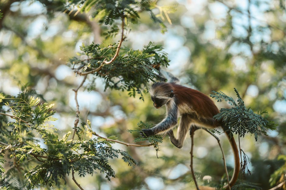 what is a monkey bowl