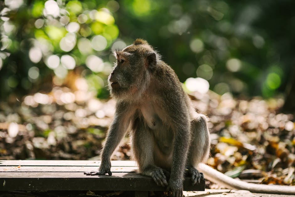 what is a monkey bowl