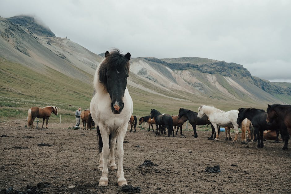 what is poultice for horses