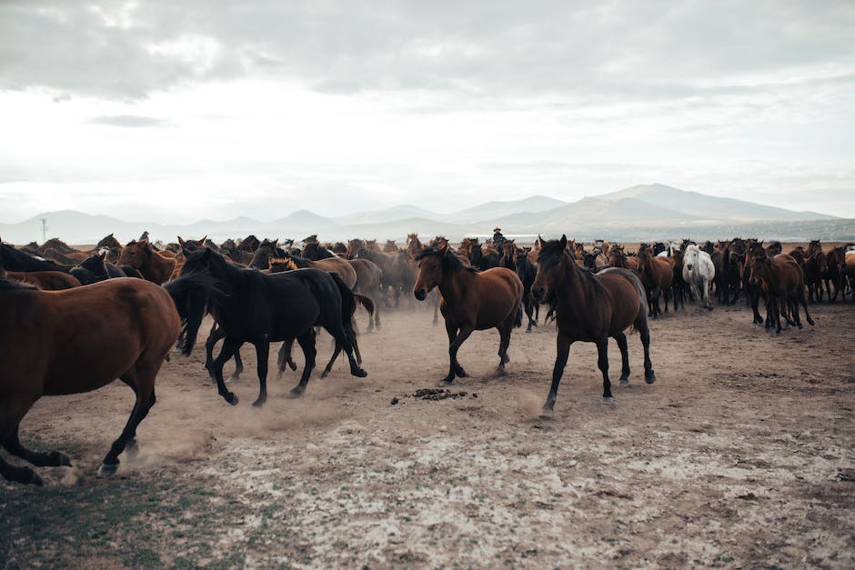 what is poultice for horses