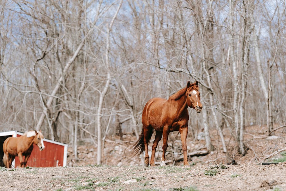 what is poultice for horses