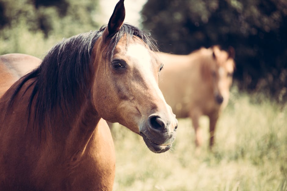what is previcox used for in horses