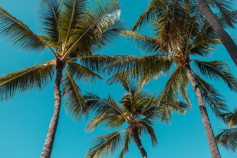What Is Rbd Coconut Oil Homey Gears