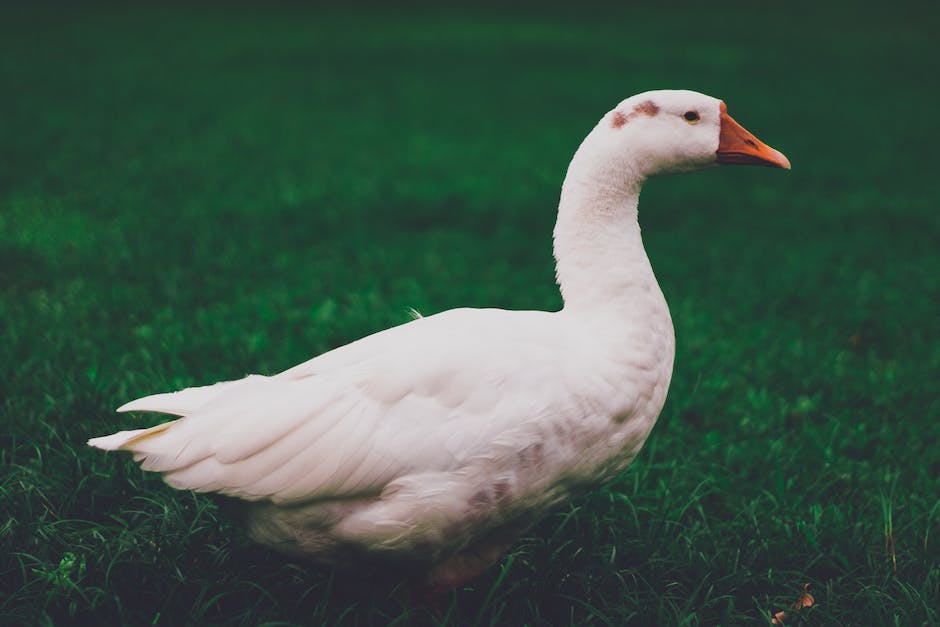 what is siberian goose down