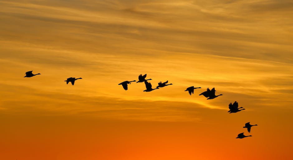 what is siberian goose down