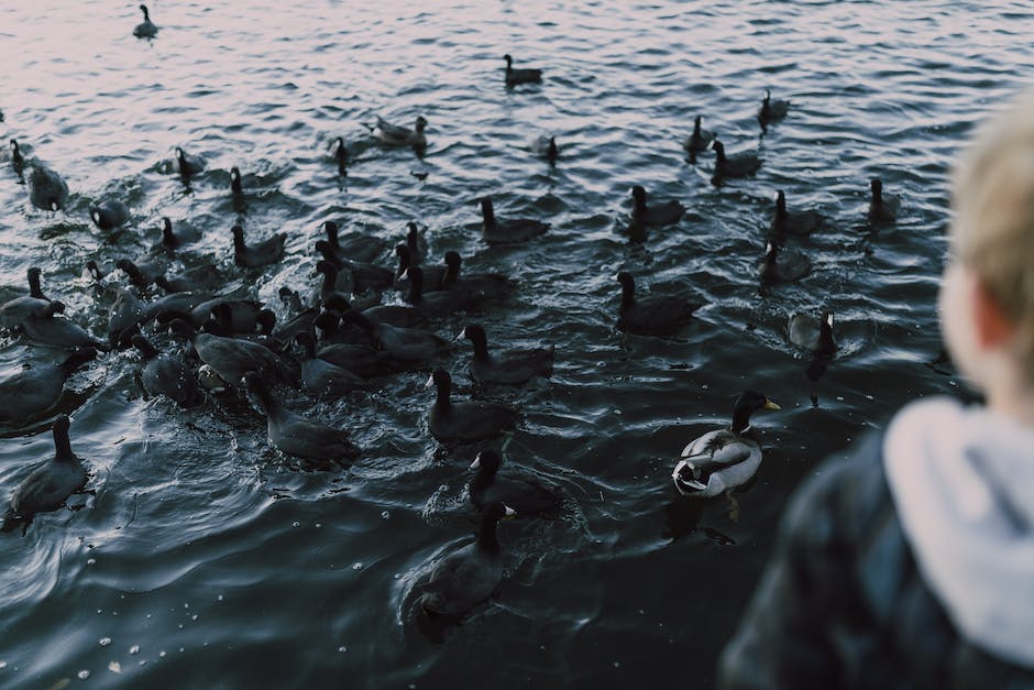 what is siberian goose down