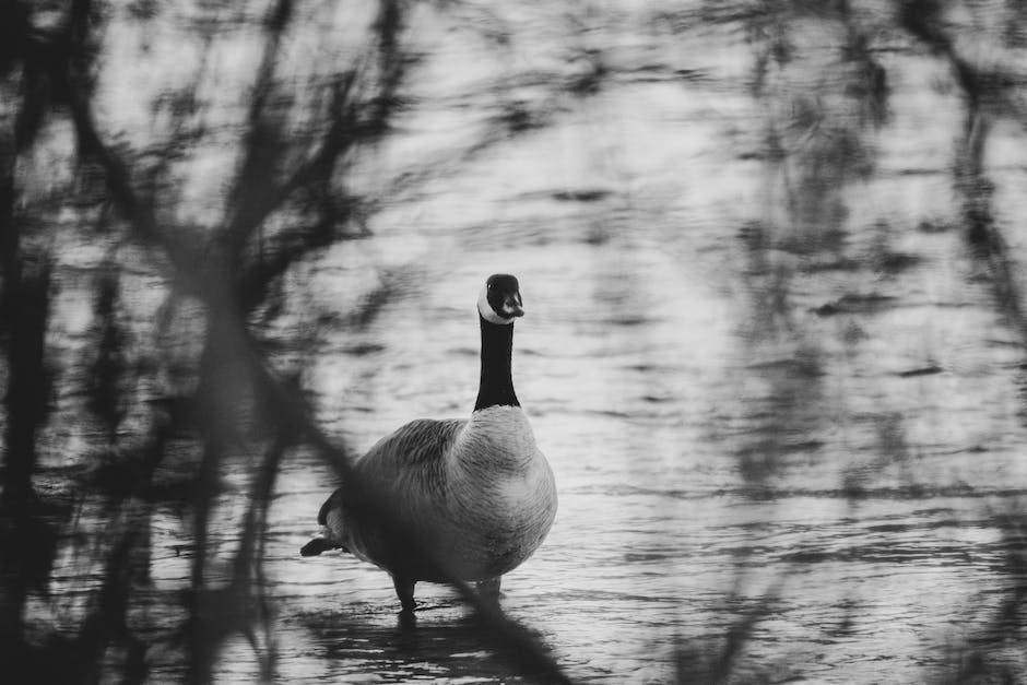 what is siberian goose down